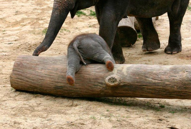 Lúc mới chào đồi, voi con trông rất lem luốc và thường được voi mẹ lau sạch trước khi đứng lên được.