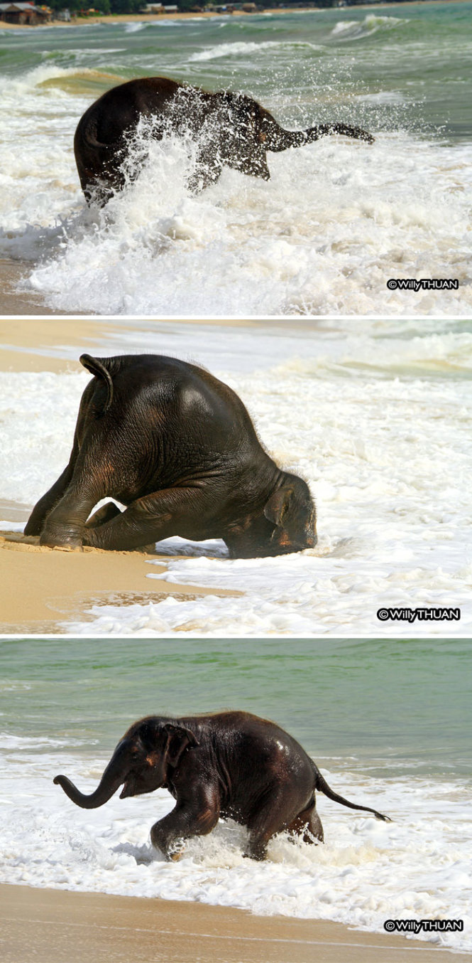 Một chú voi con tỏ ra khoái trá khi được ra biển.