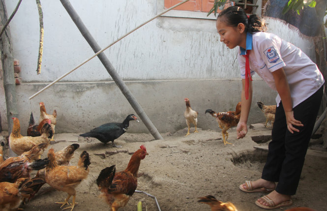 Bạn Uông Khánh Huyền, Trường THCS Hưng Lộc, TP Vinh, chăm sóc đàn gà - Ảnh: Doãn Hòa