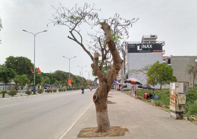Một cây phượng vỹ lâu năm trên đường Phạm Văn Đồng, TP Hải Phòng bị cắt tỉa còn trơ lại thân và gốc - Ảnh: Tiến Thắng