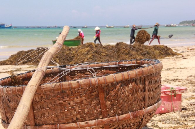 Chiếc thúng và đòn gánh người dân dùng để đưa sản vật từ biển lên bờ - Ảnh: Trần Mai
