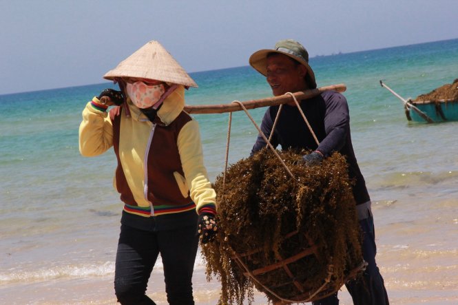 Nụ cười của vợ chồng anh Thanh khi gánh lộc biển trên vai - Ảnh: Trần Mai