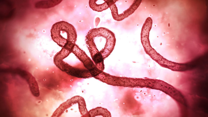 Virus Ebola quan sát qua kính hiển vi - Ảnh: Sky