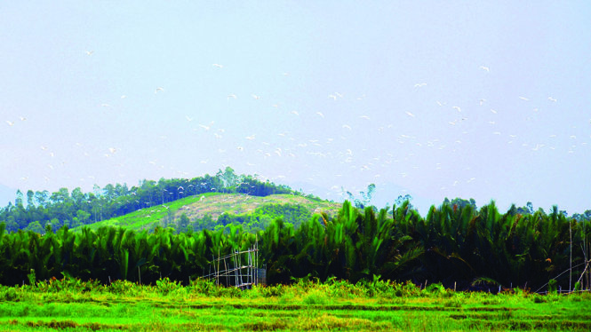 ... và đàn cò tung cánh bay ở rừng dừa nước Cà Ninh - Ảnh: TRẦN MAI