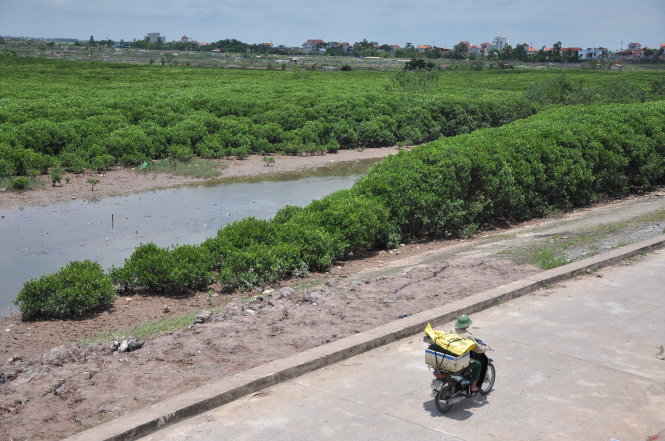 Khi mùa bão đến cánh rừng ngập mặn này như lá chắn che cho từng mái nhà của người dân- Ảnh: NAM TRẦN