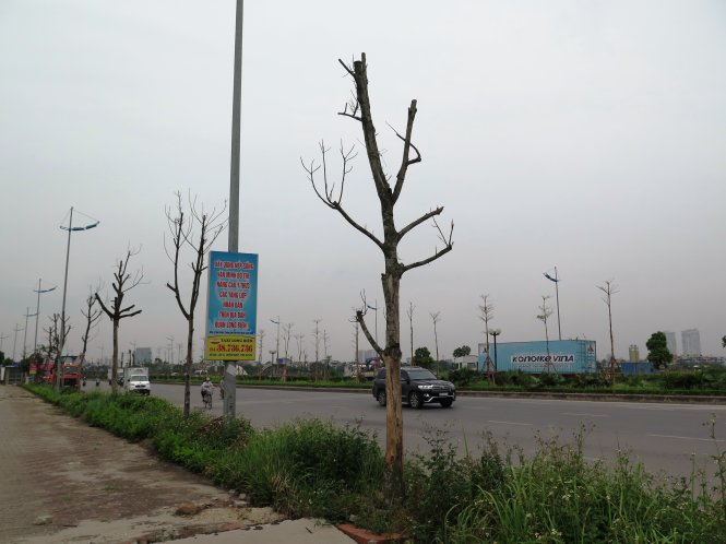 Cây xanh chết khô từ nhiều tháng nay trên đường Lý Sơn - Ảnh: QUANG THẾ