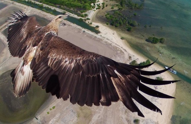 Một con đại bàng bay qua Công viên quốc gia Bali Barat ở Indonesia - Ảnh: Caters News Agency