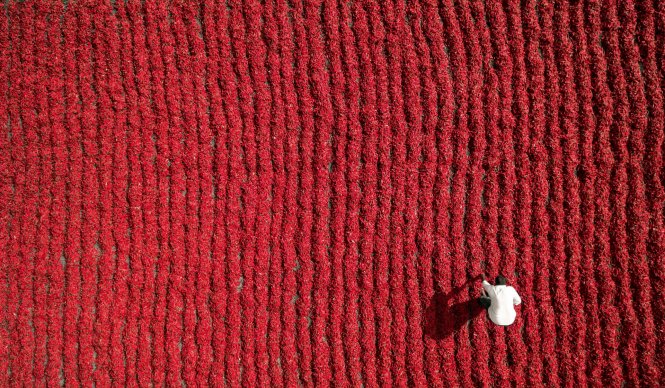 Người nông dân mặc áo trắng nổi bật trên đồng rau màu đỏ ở Guntur, Ấn Độ - Ảnh: Caters News Agency