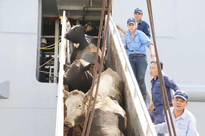 Chuyên gia của Vinamilk và đối tác nước ngoài vận chuyển đàn bò hơn 2.000 con từ Mỹ về VN - Ảnh: H.YẾN