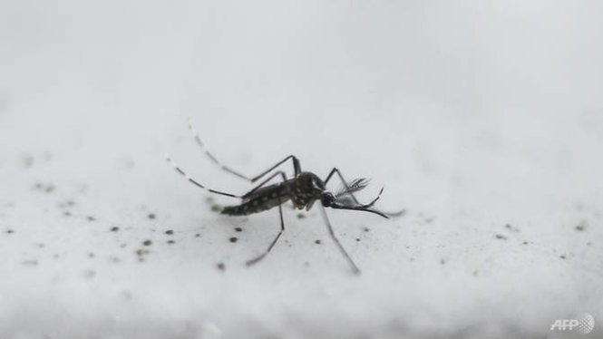 Muối Aedes, vật chủ truyền virút Zika - Ảnh: AFP