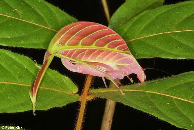 Loài côn trùng Eulophophyllum kirki được tìm thấy ở Malaysia có bề ngoài y như chiếc lá màu hồng