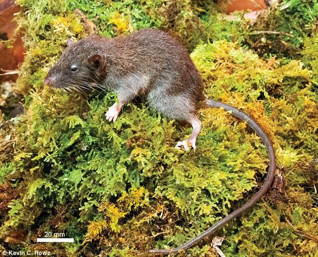 Loài chuột rễ Sulawesi ăn thịt (Gracilimus radix). Loài này được tìm thấy ở Sulawesi, Indonesia, chúng ăn cả thực vật và động vật, đôi khi ăn rễ cây.