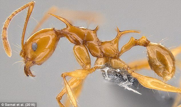 Loài kiến có gai Pheidole drogon trông giống rồng, tìm thấy ở Papua New Guinea. Tên nó được đặt theo tên con rồng 'Drogon' trong phim Trò chơi vương quyền.