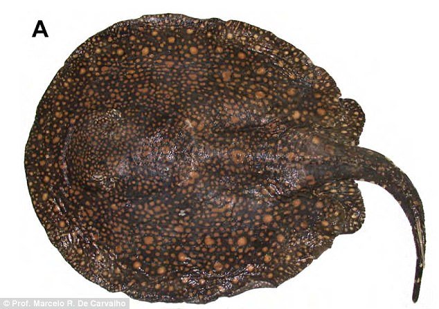 Cá đuối gai độc nước ngọt Potamotrygon rex, tìm thấy ở Brazil, con trưởng thành có thể nặng tới 20kg.