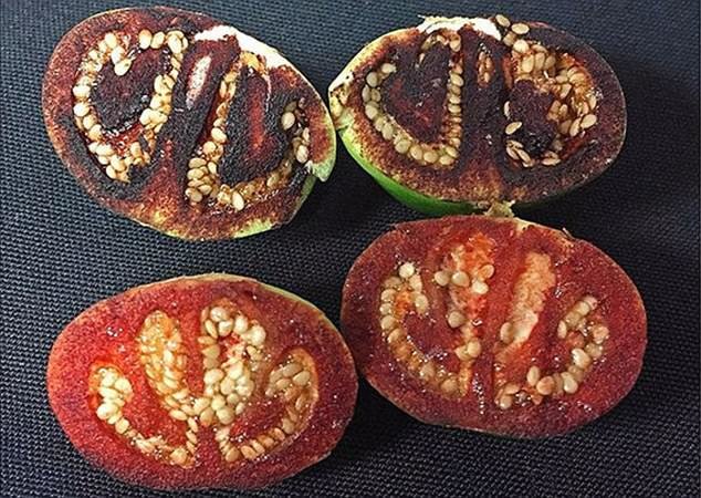 Cà chua 'chảy máu' khi cắt ra, Solanum ossicruentum.