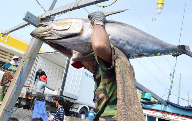 Cá ngừ đại dương về cảng cá Phú Lạc (huyện Đông Hòa, tỉnh Phú Yên) -
 Ảnh: DUY THANH
