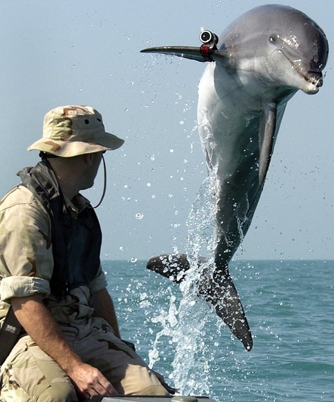 Cá heo quân sự của Mỹ được huấn luyện có khả năng phát hiện người nhái, đồng thời được gắn camera theo dõi dưới nước - Ảnh: Retuers