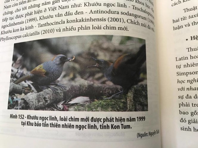 Bức ảnh khướu Ngọc Linh được sử dụng trong sách Chim Việt Nam- Ảnh: Nguyễn Tuấn cung cấp
