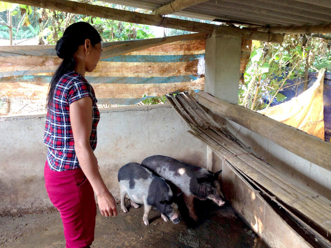 Heo giống được cấp năm 2016 cho người nghèo ở Tủa Chùa, Điện Biên. Năm 2016 heo giống cũng được mua với giá 160.000đ/kg để cấp cho người dân