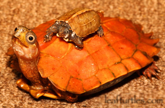 Rùa lá Geoemyda spengleri, loài đặc hữu của Brazil - Ảnh: leafturtles