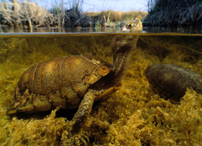 Rùa Coahuila - loài rùa đặc hữu của Mexico - Ảnh: National Geographic