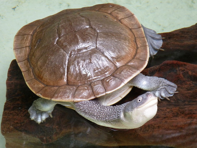 Rùa cổ rắn Mccord's - Ảnh: wikimedia