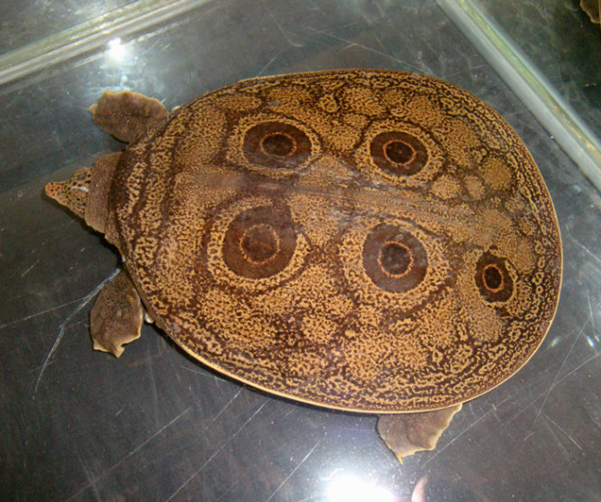 Rùa mai mềm Miến Điện, được tìm thấy ở Miến Điện và có thể là Thái Lan - Ảnh: Sinammonite