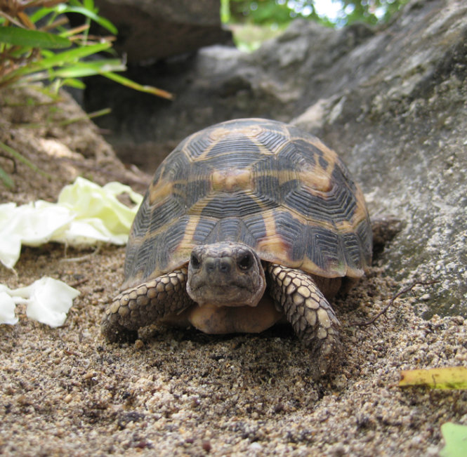Rùa nhện lưng phẳng, loài đặc hữu ở Madagascar - Ảnh: Wikimedia