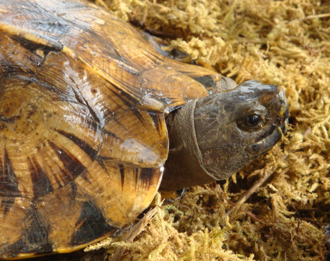 Rùa rừng Aranka, chỉ được tìm thấy ở Arakan, Myanmar và khu vực biên giới Bangladesh - Ảnh: Sinammonite