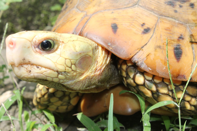 Rùa vàng - Ảnh: turtlesurvival