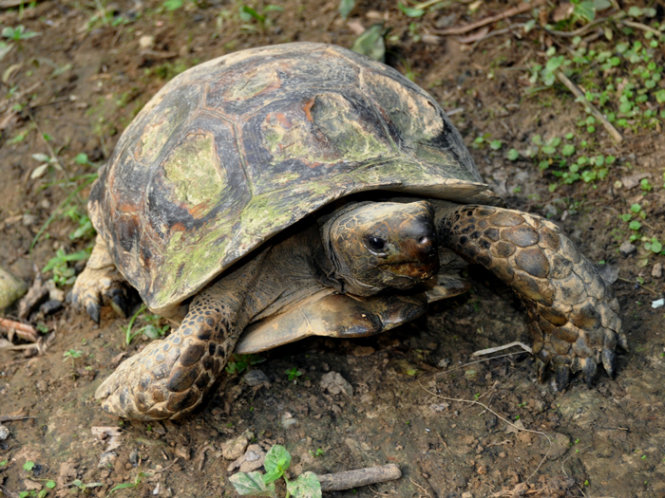 Rùa rừng châu Á - Ảnh: Wikimedia