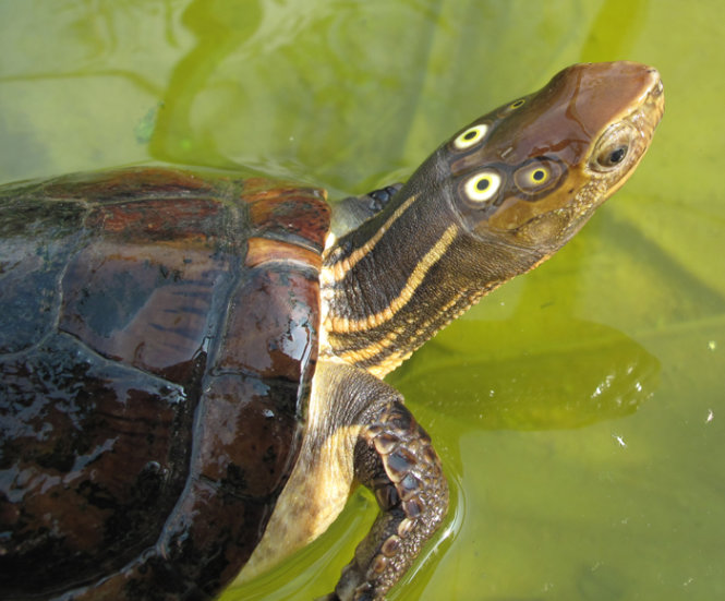 Rùa bốn mắt - Ảnh: Wikimedia