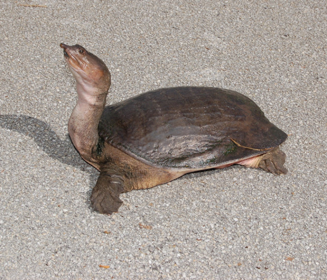 Rùa mai mềm khổng lồ Cantor's hay rùa mai mềm khổng lồ châu Á - một loài rùa nước ngọt có nguồn gốc từ Đông Nam Á. Nó được coi là rùa nước ngọt lớn nhất còn sót lại và đang bị đe dọa tuyệt chủng - Ảnh: BP
