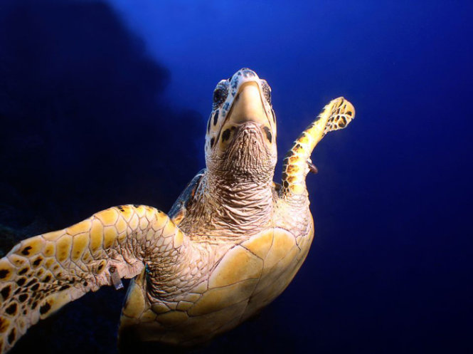 Đồi mồi - một loài rùa biển thuộc họ vích, hiện bị đe dọa tuyệt chủng. Công ước về thương mại quốc tế các loài động, thực vật hoang dã nguy cấp (CITES) đã cấm săn bắt và thương mại các sản phẩm từ đồi mồi vì mọi mục đích - Ảnh: National Geographic