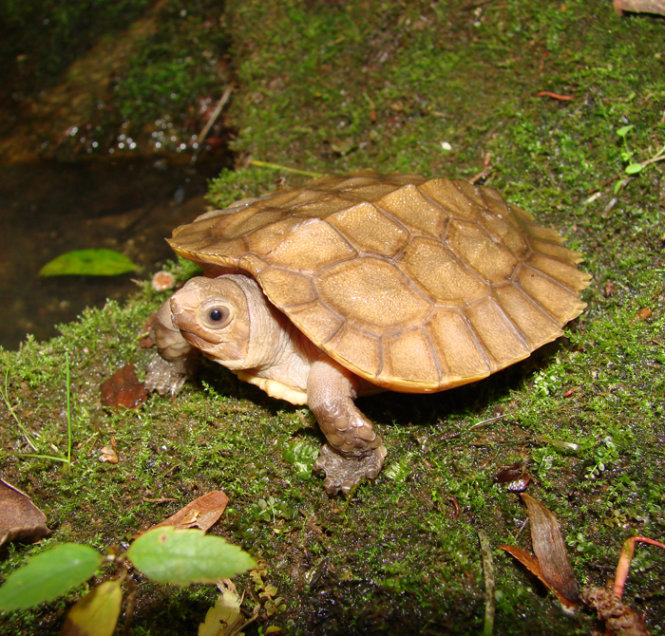 Rùa rừng Sulawesi - loài đặc hữu của Sulawesi, Indonesia, đang có nguy cơ tuyệt chủng -  Ảnh: Turtlesurvival