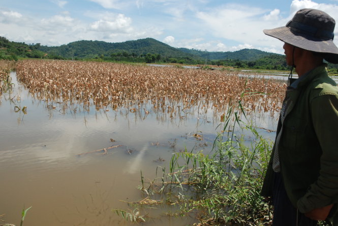 Người dân huyện Lắk (Đắk Lắk) bên cánh đồng bị ngập nước - Ảnh: B.DŨNG