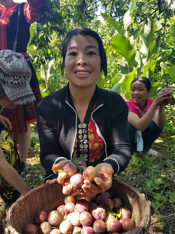 Một phụ nữ người Thái tươi cười bên sọt mận tươi ngon của mình. Đây chính là những sản phẩm từ vườn mận của nhà chị - Ảnh: Lê Hồng Thái