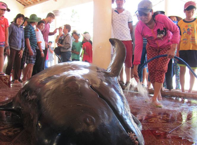 Con cá voi được người dân địa phương đưa vào lăng thờ để cải táng - Ảnh: KIM THỦY