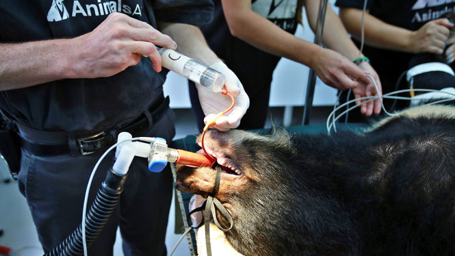Bác sĩ Cahalane cùng nhóm bác sỹ thú y của Tổ chức Động vật Châu Á tiến hành các công việc trước khi phẫu thuật cho gấu ngựa Zebedee