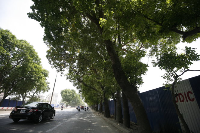 Hàng cây xanh trên đường Phạm Văn Đồng bên cạnh ngay sau là công trình mở rộng vành đai 3- Ảnh: NAM TRẦN
