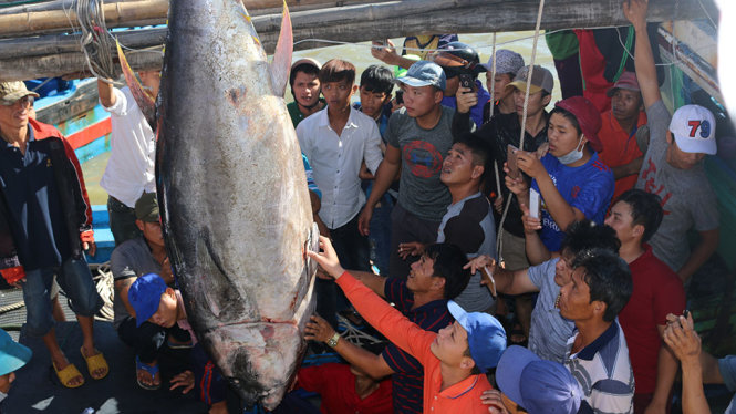 Con cá ngừ vây xanh đang được xe cẩu đưa từ tàu lên bờ - Ảnh PHƯƠNG OANH