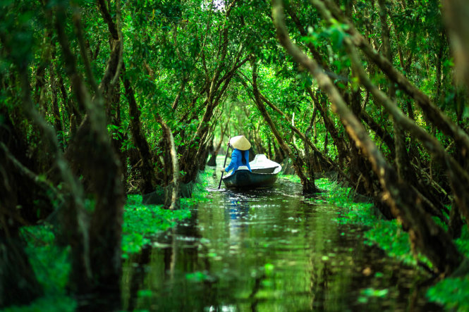 Rừng Trà Sứ