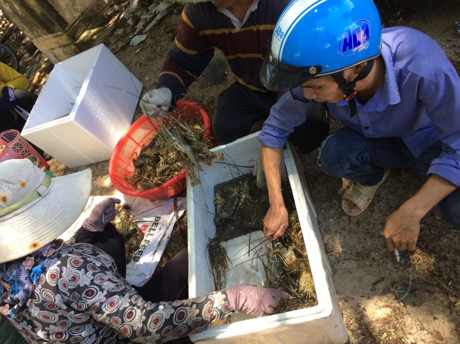 Người dân ở P.Xuân Yên (thị xã Sông Cầu, tỉnh Phú Yên) bán tôm hùm chết để vớt vát chi phí - Ảnh: AN NGUYÊN