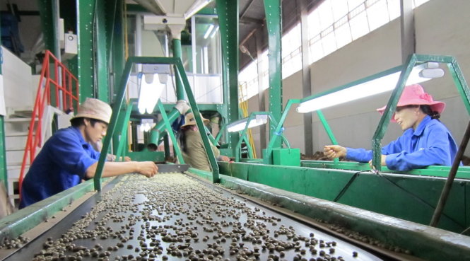 Dây chuyền chế biến cà phê của một doanh nghiệp Tây Nguyên - Ảnh: HÀ DỊU