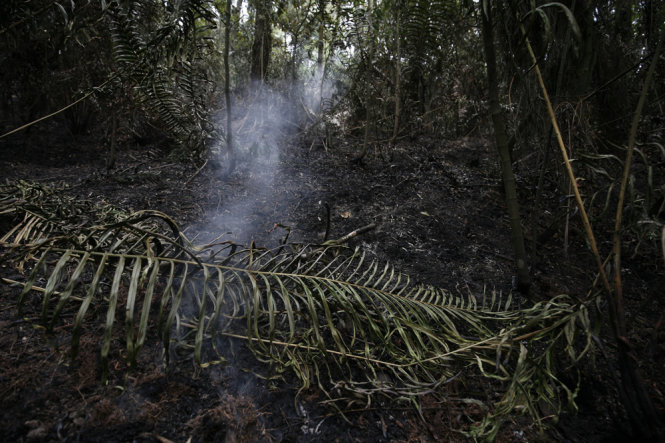 Nhiều khu vực sâu trong rừng vẫn còn âm ỉ cháy- Ảnh: NAM TRẦN