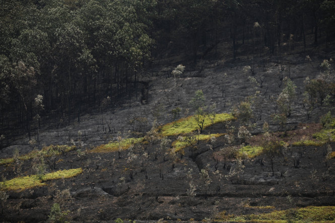 Một khu vực rừng thông bị cháy - Ảnh: NAM TRẦN