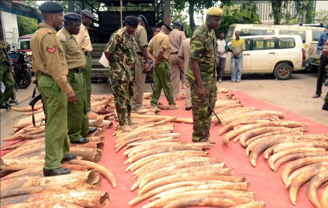 Bắt ngà voi tại thành phố cảng Mombasa của Kenya Ảnh: AFP
