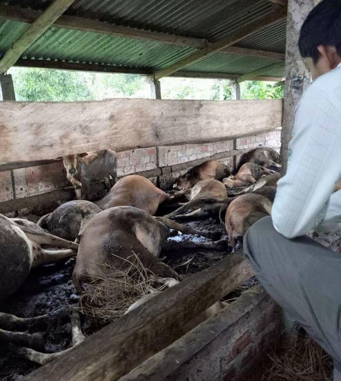 Cả đàn bò nhốt trong chuồng của gia đình ông Đồng Văn Tâm ở xã Phước Mỹ (TP Quy Nhơn, tỉnh Bình Định) bị điện giật chết rạng sáng 7-6 - Ảnh: QUỲNH NGÂN