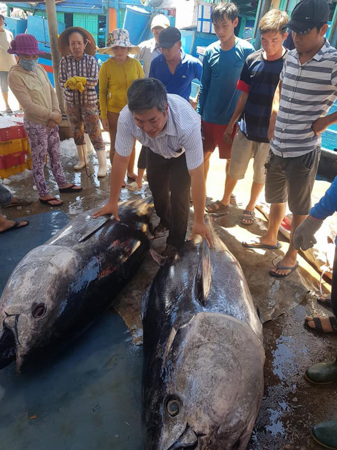 Hai con cá ngừ đại dương trọng lượng lớn của tàu ông Lê Văn Sen (tỉnh Quảng Ngãi) tại cảng cá Tam Quan ngày 8-6 - Ảnh: NGUYỆT NGÂN