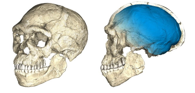 Các đặc điểm về gương mặt trên xương hộp sọ của hóa thạch người Homo sapien mới tìm thấy tại Morroco khá giống với người hiện đại, nhưng phần vỏ não lại thuôn dài giống người tiền sử - Ảnh: Reuters